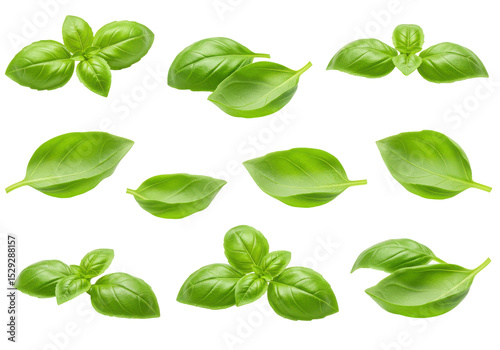 Fresh basil leaves arranged artistically on a transparent background for culinary use