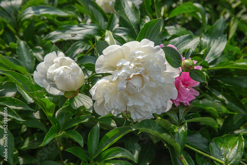 Fototapeta Naklejka Na Ścianę i Meble -  White peonies in full bloom against a backdrop of pink flowers and lush green bushes