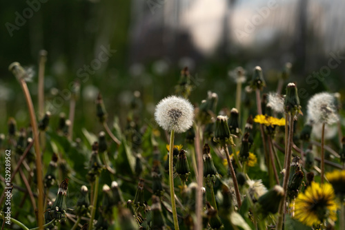 Fototapeta Naklejka Na Ścianę i Meble -  summer picture, a summer mood, a meadow of dandelions,a bunch of dandelions in a summer meadow