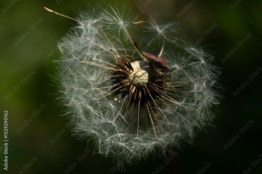 Fototapeta premium summer picture, summer mood, close-up of a broken dandelion head, deflated dandelion,