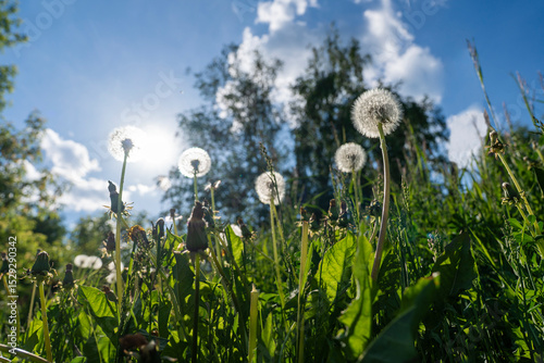 Fototapeta Naklejka Na Ścianę i Meble -  summer picture, a summer mood, a bunch of dandelions in a summer meadow against a blue sky background
