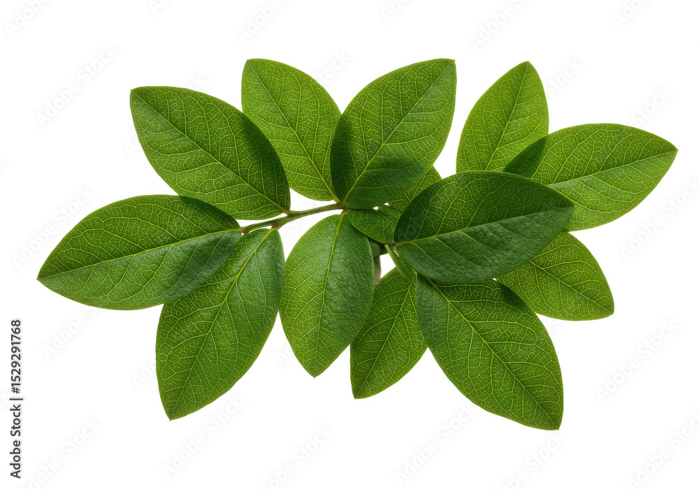 Fototapeta premium Lush green leaves arranged artistically on a transparent background, ideal for nature-themed designs