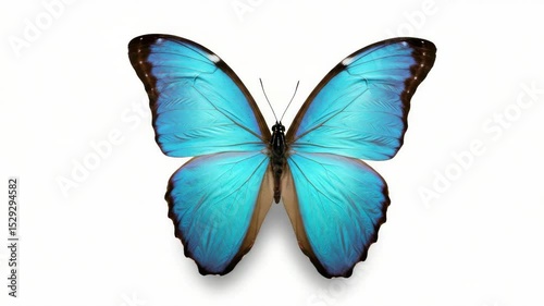 Stunning Close-Up of a Blue Morpho Butterfly with Open Wings on White Background