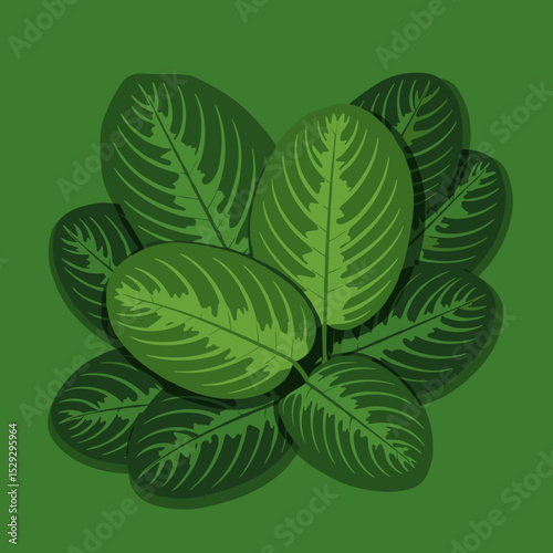 Cluster of maranta leaves on green background