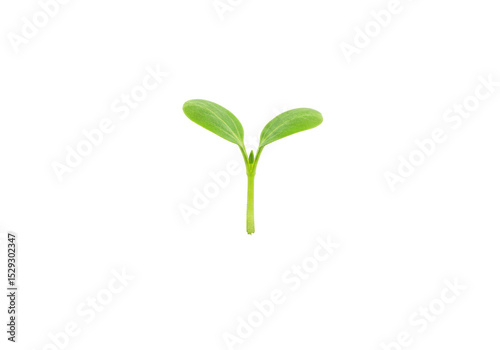 Fresh green sprout emerging from dark soil, symbolizing new growth and potential