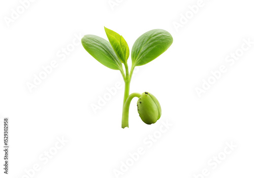 Fresh green seedling sprouting with vibrant leaves against a plain background