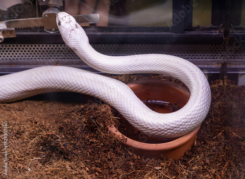 Albino viper snake from colubridae family hold as a pet in glass terrarium inside home interior