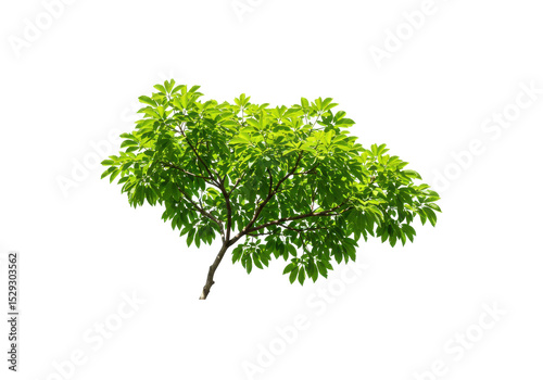 Lush green tree branch with vibrant leaves against a clear background