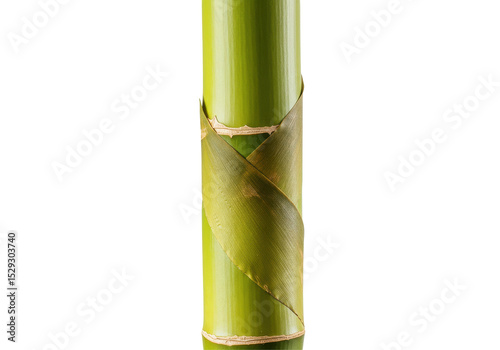 Vertical arrangement of bamboo stalks with natural green hues against a plain background