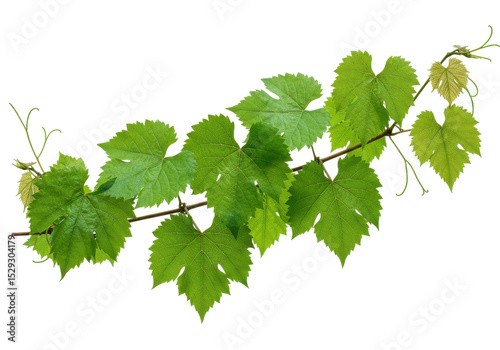Lush green grapevine leaves cascading elegantly against a neutral background