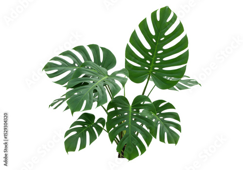 Lush green monstera leaves showcasing vibrant tropical foliage against a clean background