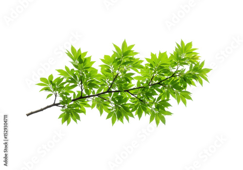 Lush green branch with vibrant leaves, isolated on a clean background for nature-themed use