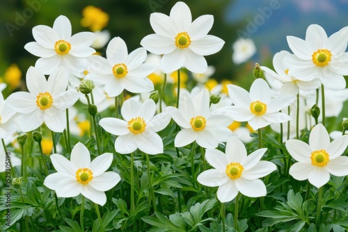 Stunning Close-up of White Flowers in Full Bloom: A Captivating Display of Delicate Petals, Vibrant Yellow Centers, and Lush Greenery. Perfect for nature lovers and floral enthusia photo