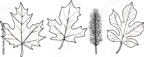Hand Drawn Leaves Vector Illustration Set Featuring Maple Leaves, Pine Needles, and Fig Leaf Isolated on White Background for Nature-Inspired Designs