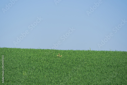 Wallpaper Mural Scenic rural landscape with hill and meadow near Zurich Airport on a sunny spring day. Photo taken May 1st, 2025, Zurich Oberglatt, Switzerland. Torontodigital.ca