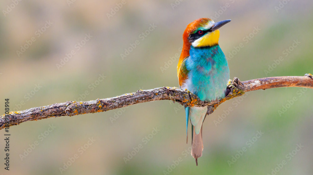 Obraz premium Bee-eater, Merops apiaster, Mediterranean Forest, Castilla y Leon, Spain, Europe