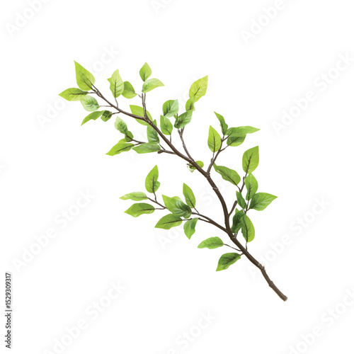 Branch of fresh green leaves: A simple and elegant branch displays fresh, vibrant green leaves, the embodiment of spring's renewal and nature's pure beauty.