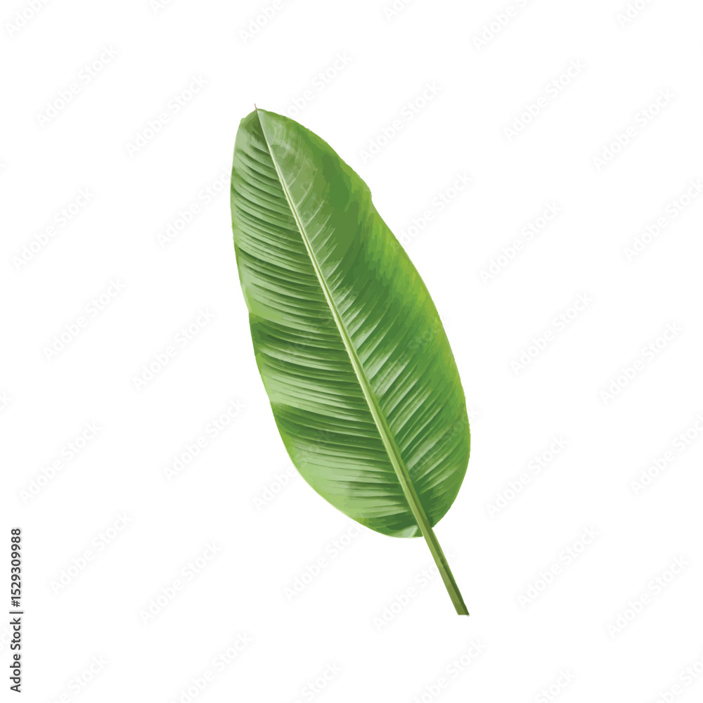 Obraz premium Vibrant Banana Leaf: A close-up image reveals the intricate patterns and rich green hues of a single banana leaf, a symbol of tropical beauty and natural elegance.