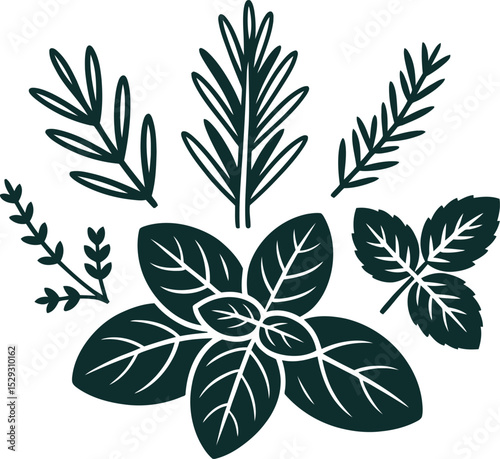 Illustration of various culinary herbs isolated on white background for cooking and food concepts