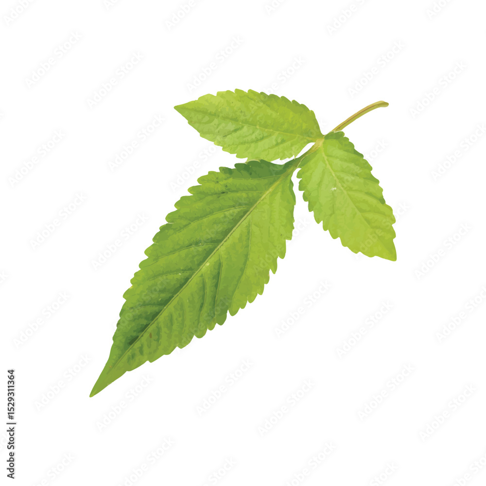 Serene Green Leaf: A close-up shot of a vibrant, green leaf showcases intricate textures, delicate details, and the natural beauty of the plant. Serene Green Leaf: A close-up shot of a vibrant, green leaf showcases intricate textures, delicate details, and the natural beauty of the plant.