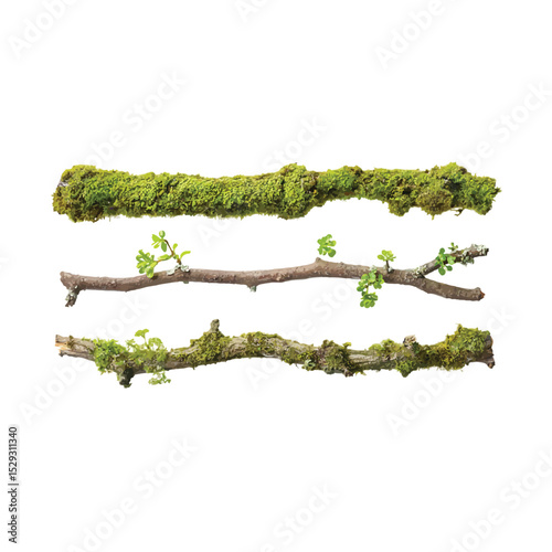 Branches adorned with life's touch: Three unique branches, a study in textures and life, each a testament to nature's intricate artistry. The top is a study of moss.