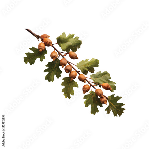 Acorn Branch: A close-up view of an oak branch, adorned with lush green leaves and a collection of small acorns, a beautiful composition that captures the essence of the natural world.