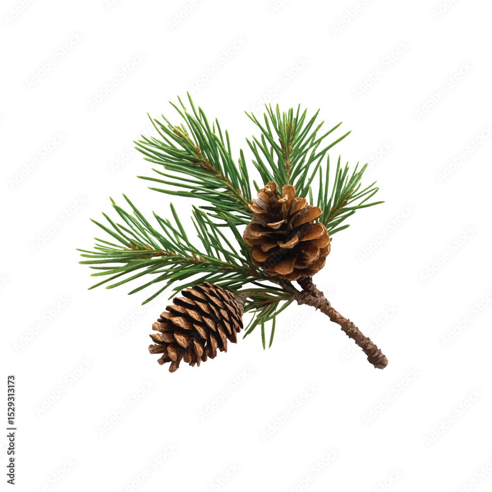 Φωτογραφία Pine Branch with Cones: A detailed close-up of a pine branch adorned with two mature pine cones, showcasing the rich texture and vibrant green needles against a clean background
