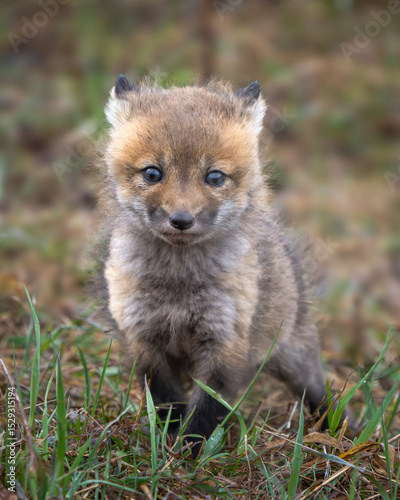 Red Fox kit
