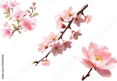 spring flowers