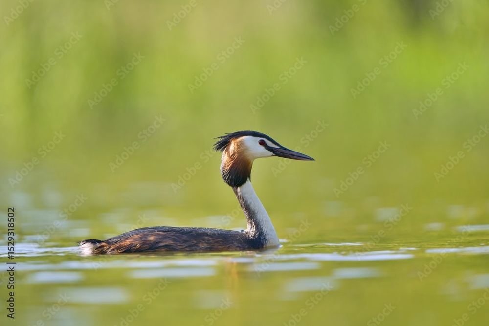 Great crested grebe is swimming in the water (Podiceps cristatus) water fowl in the nature habitat. Wildlife scene from nature. Great crested grebe is swimming in the water (Podiceps cristatus) water fowl in the nature habitat. Wildlife scene from nature.