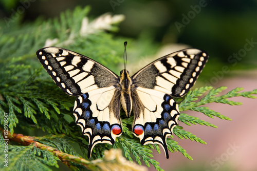 Borboleta na natureza