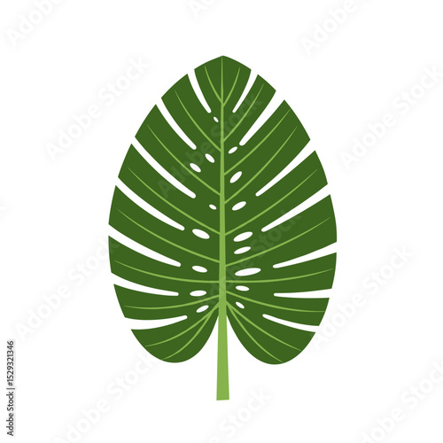 Monstera leaf illustration in dark green