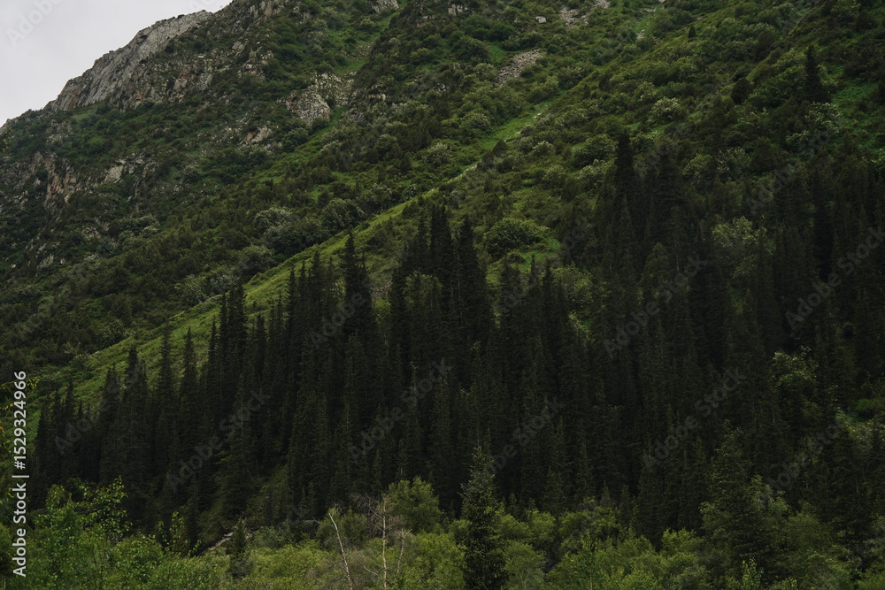 Dense conifer forest on mountain slope in Kyrgyzstan Dense conifer forest on mountain slope in Kyrgyzstan