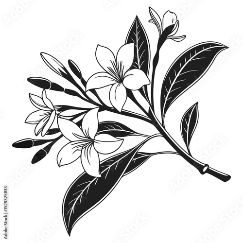 Black and white plumeria flowers bloom elegantly along a stem with detailed leaves