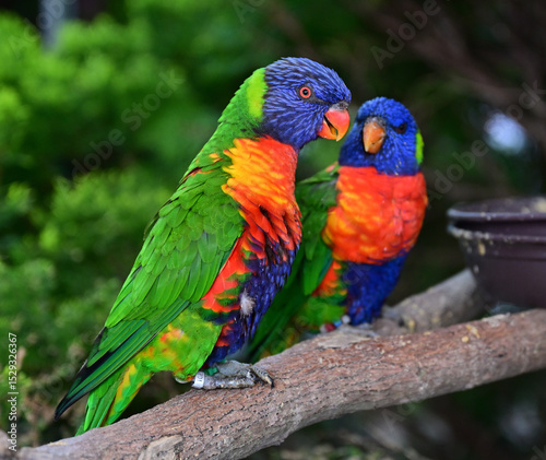 カラフルな鳥の親子　仲良し　ヒインコ