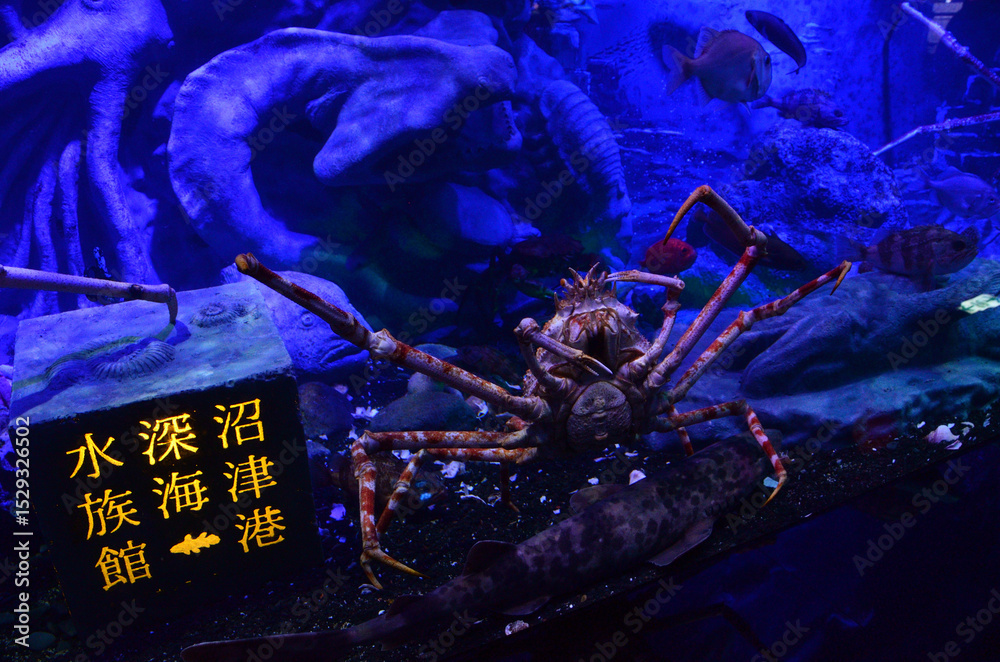 Photography Poster 沼津港深海水族館 シーラカンスミュージアム