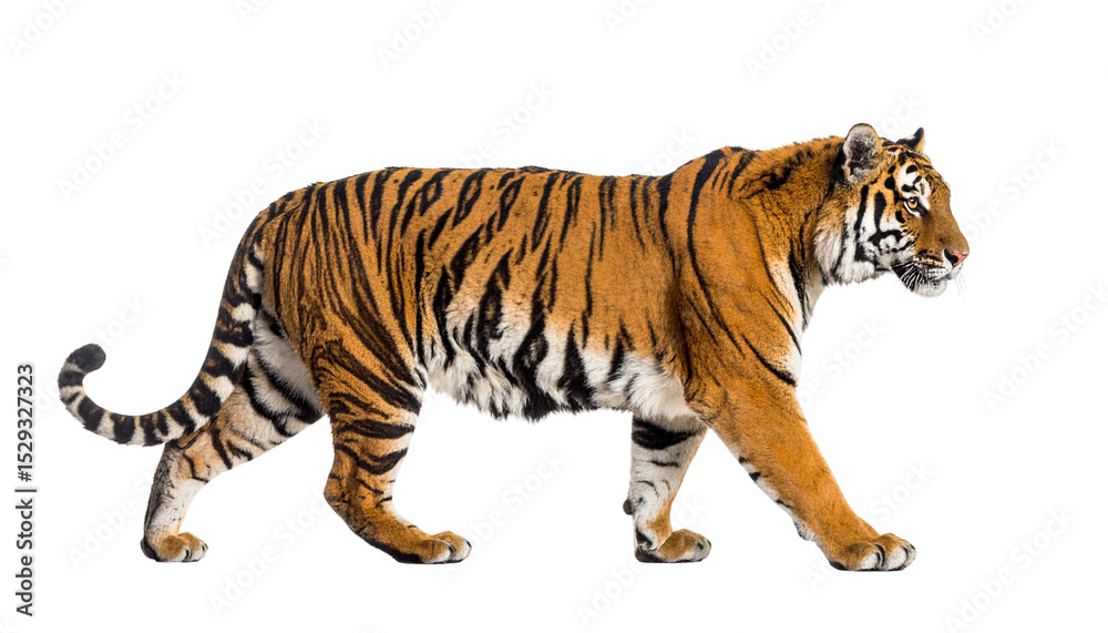 Obraz premium A tiger mid-walk with slight side profile, detailed fur texture, isolated on transparent background, natural pose, wildlife photography style.