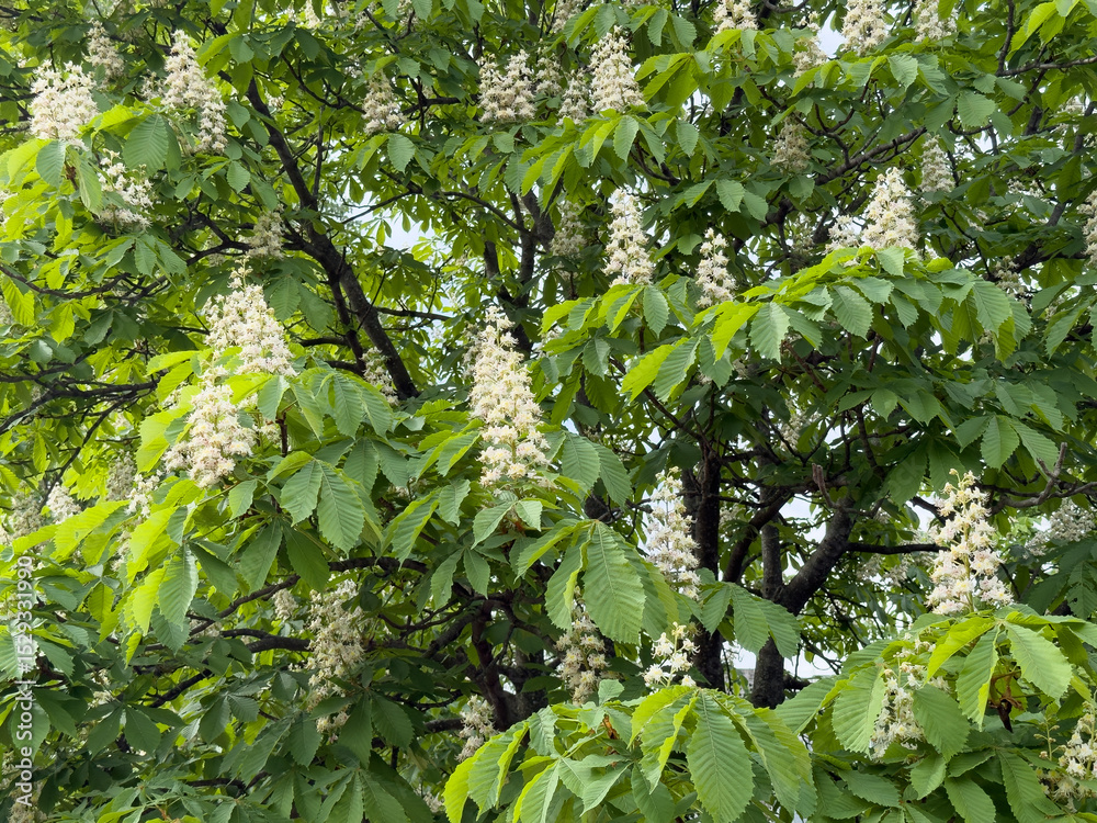 Obraz premium Blooming chestnut tree displaying white flower clusters in park