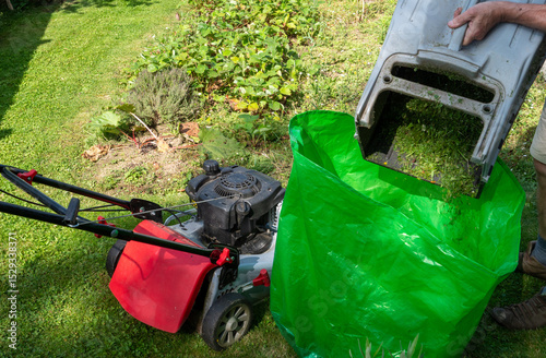 man empties the lawnmower's grass clippings into a bag. The clippings are collected by a lawnmower.