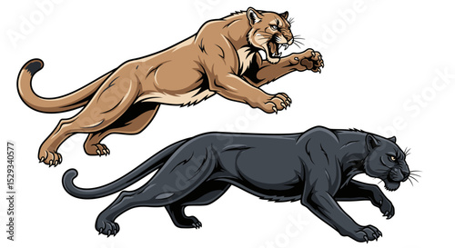 Powerful Puma and Panther in Action