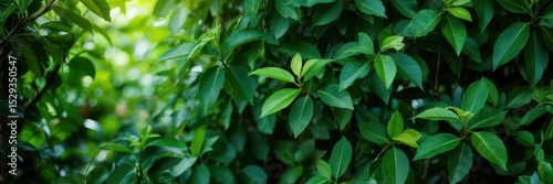 Wallpaper Mural Close - up of vibrant green leaves with varied shades, bathed in soft sunlight. Dense, lush foliage creates a serene, refreshing natural backdrop, ideal for themes of growth, tranquility. Torontodigital.ca