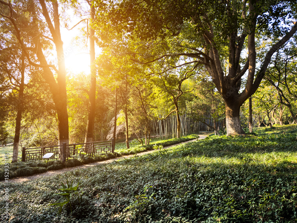 Naklejka premium Tranquil Forest Pathway Surrounded by Lush Greenery and Sunlight