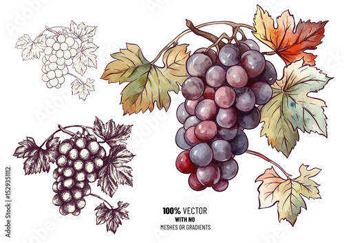 Vector illustration of realistic grape clusters with autumn leaves in color, outline, and silhouette styles. Great for wine labels, packaging, or fall-themed designs.