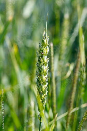 Green Wheat Stalk Close-Up