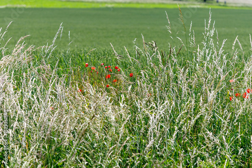 Field of Grasses and Poppies