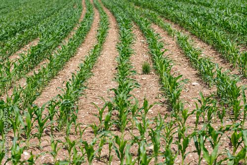 Cultivated Corn Rows in Agricultural Field