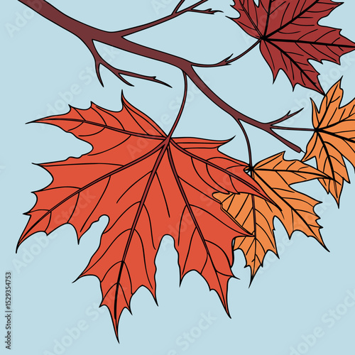 Autumn Maple Leaf vector Colourful Maple Leaf Illustration