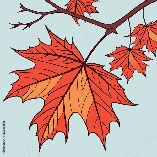 Autumn Maple Leaf vector Colourful Maple Leaf Illustration