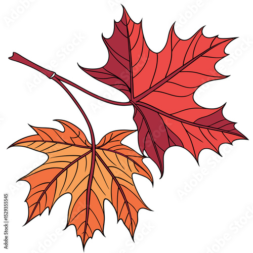 Autumn Maple Leaf vector Colourful Maple Leaf Illustration