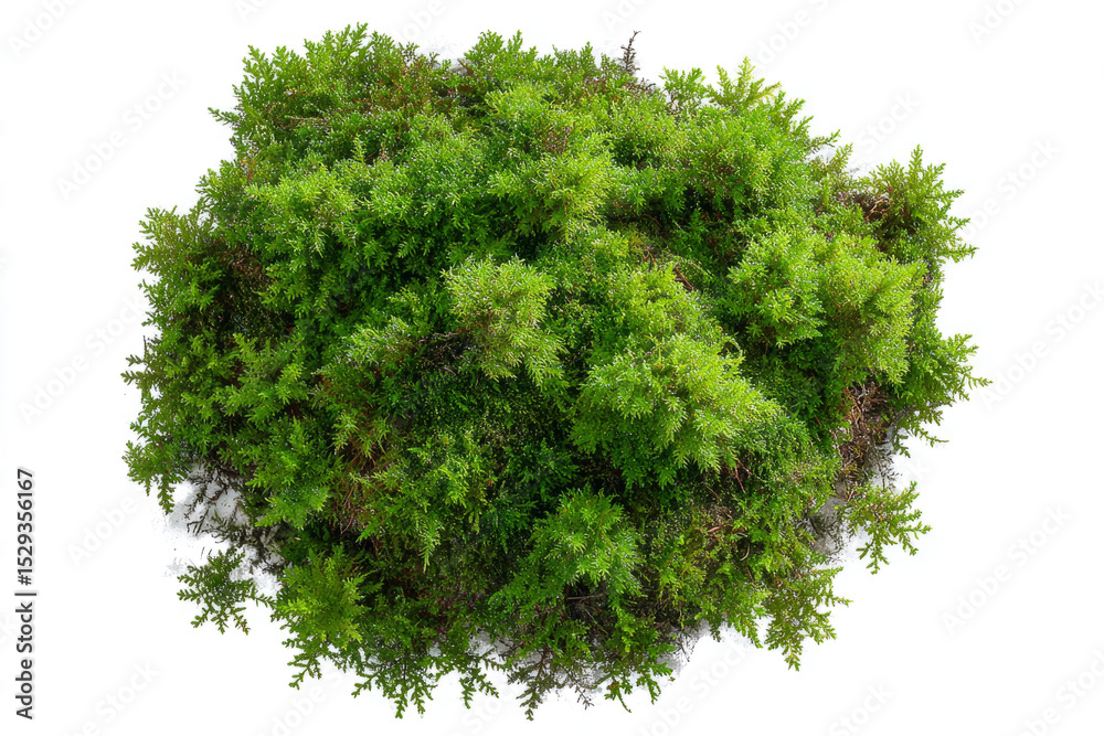 Fototapeta premium Green moss growing on a white background, flat lay, isolated on a transparent background